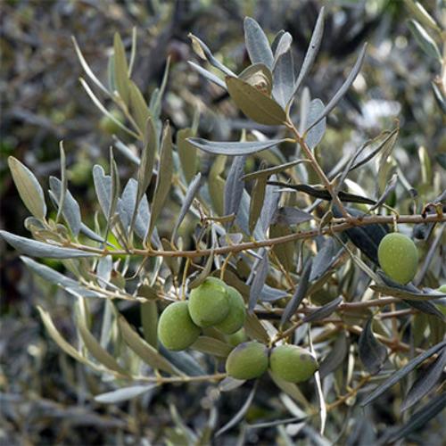 Spiral-Olive-Exotic-Trees-2