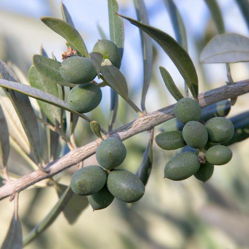 Spiral-Olive-Exotic-Trees-3