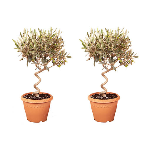 Spiral-Olive-Exotic-Trees-4