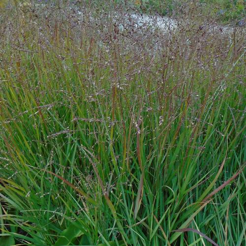 Squaw-Switchgrass-2