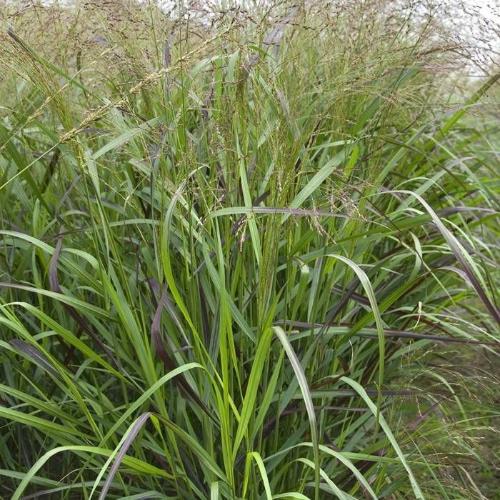 Squaw-Switchgrass-3