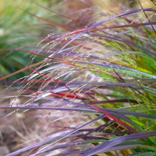Squaw-Switchgrass-4