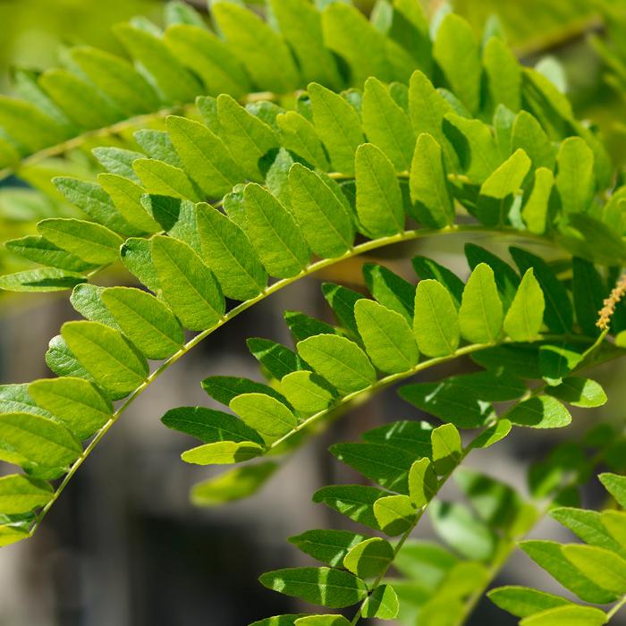 Sunburst-Honey-Locust-tree-2