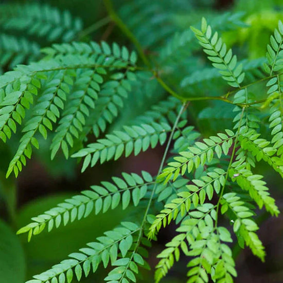 Sunburst-Honey-Locust-tree-4
