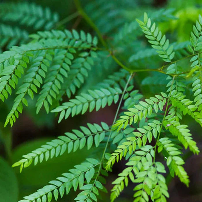 Sunburst-Honey-Locust-tree-4