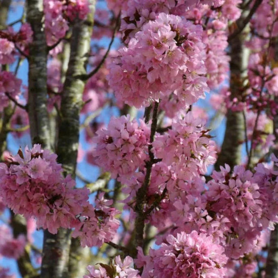 Sunset-Boulevard-Cherry-Tree-2
