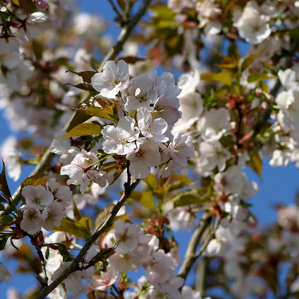 Sunset-Boulevard-Cherry-Tree-3
