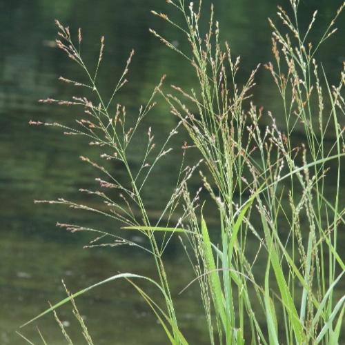 Switchgrass-Ornamental-Grasses-3