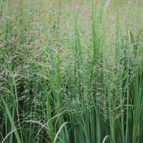 Switchgrass-Ornamental-Grasses-4