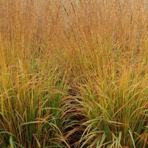 Tall-Moor-Ornamental-Grasses-2