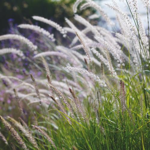 Tall-Tails-Maiden-Grasses-2