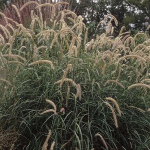 Tall-Tails-Maiden-Grasses-3