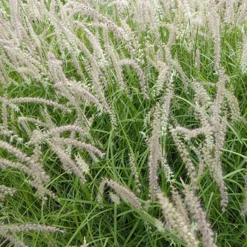 Tall-Tails-Maiden-Grasses-4