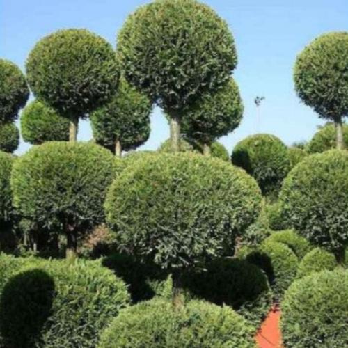 //www.everythinglandscaping.co.uk/cdn/shop/files/Three-Ball-Castlewellan-Gold-1_41d60663-f48b-4f02-be4c-860a5c0a9920.jpg?v=1770803862