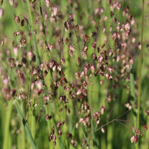 Tinkerbell Quaking Ornamental Grass...