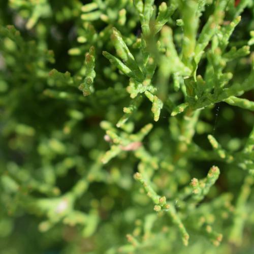 Totem-Cypress-Italian-Plants-2