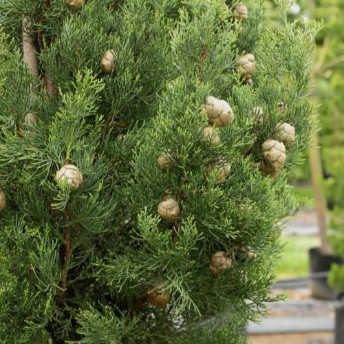 Totem Cypress...