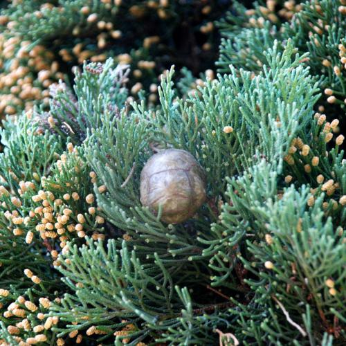 Totem-Cypress-Italian-Plants-4