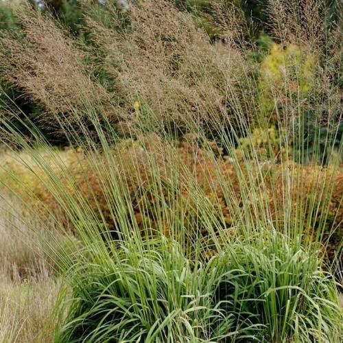 Transparent-Moor-Grasses-2