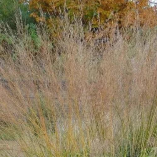 Transparent-Moor-Grasses-3