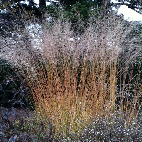 Transparent-Moor-Grasses-4