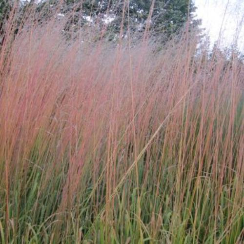 Transparent-Moor-Grasses-5