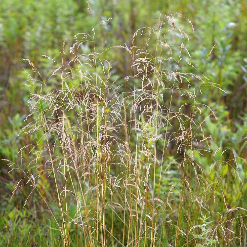 Tufted Hair Ornamental Grass...