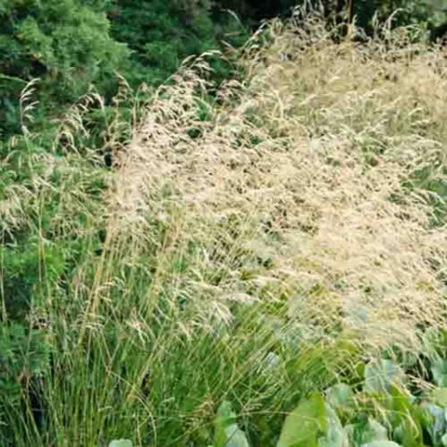 Tufted-Hair-Grasses-2