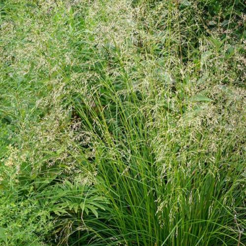 Tufted-Hair-Grasses-3