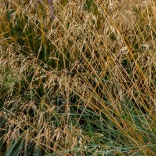 Tufted-Hair-Grasses-5