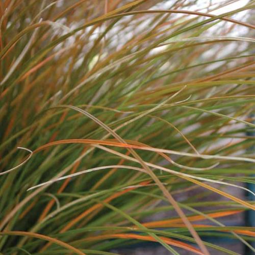 Tussock-Sedge-Ornamental-Grasses-2