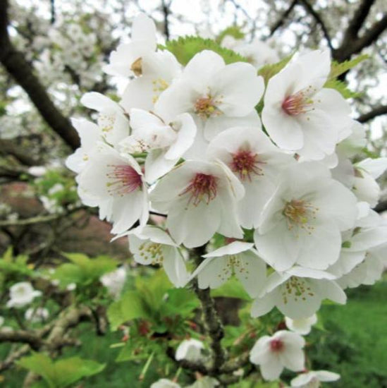 Umineko-Cherry-Ornamental-Tree-2_427f6290-2b07-471e-8a70-970c9e07ed58