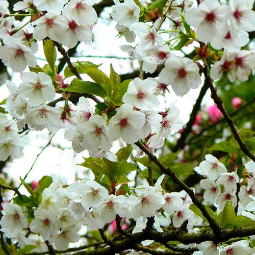 Umineko-Cherry-Ornamental-Tree-3