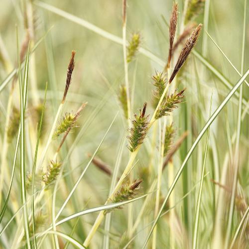 Variegata-Japanese-Sedge-Grasses-2