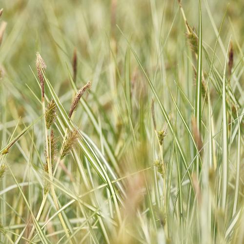Variegata-Japanese-Sedge-Grasses-3