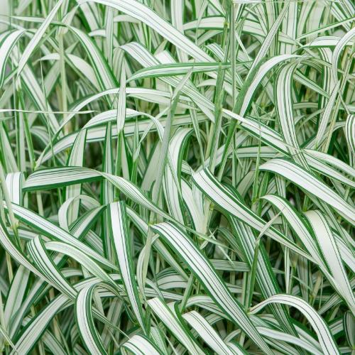Variegated-Purple-Moor-Grass-2