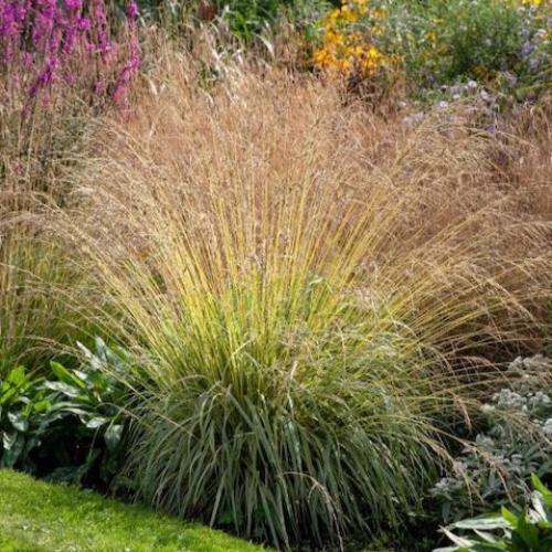 Variegated-Purple-Moor-Grass-3