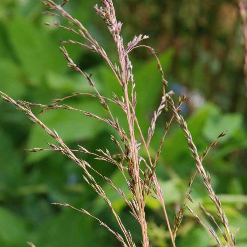Variegated-Purple-Moor-Grass-4