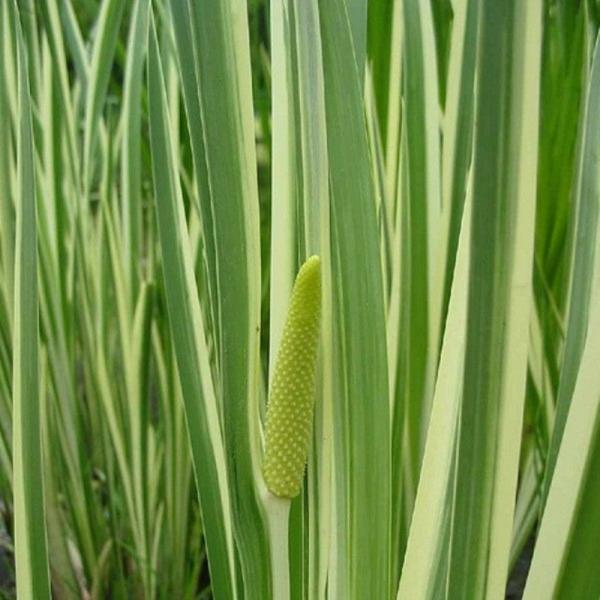 Variegated-Sweet-Flag-Grasses-2