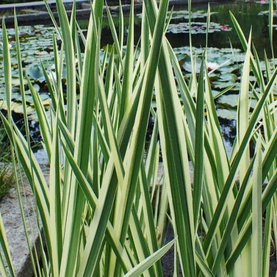Variegated-Sweet-Flag-Grasses-3