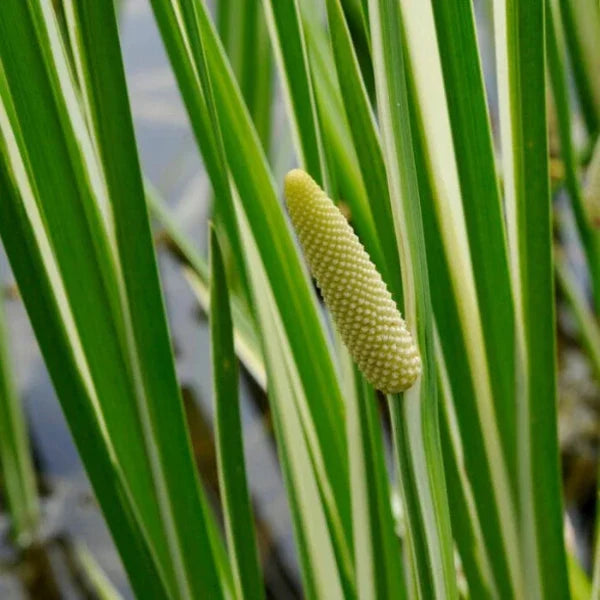 Variegated-Sweet-Flag-Grasses-4