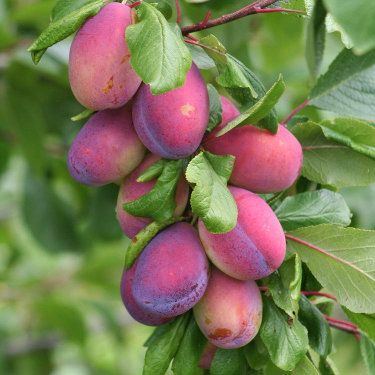 Victoria-Plum-1