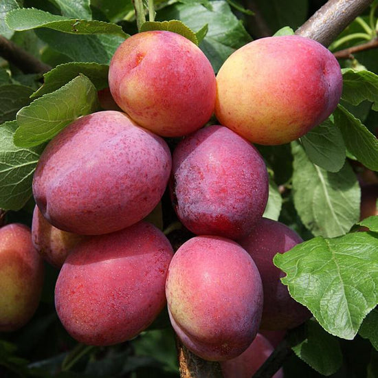 Victoria-Plum-2