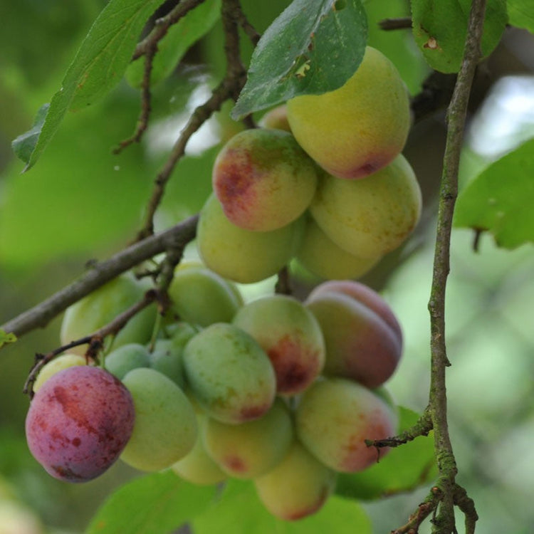 Victoria-Plum-3