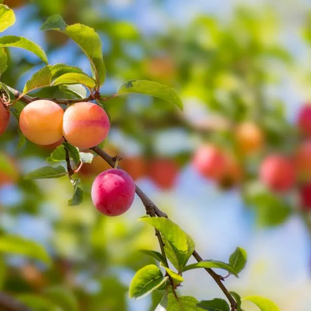 Victoria-Plum-4
