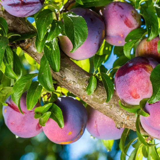 Victoria-Plum-5