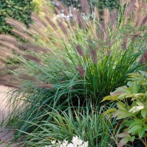 Viridiscens-Fountain-Grasses-3