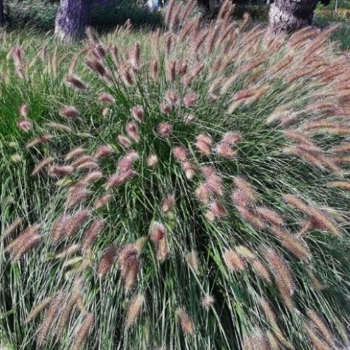 Viridiscens-Fountain-Grasses-4