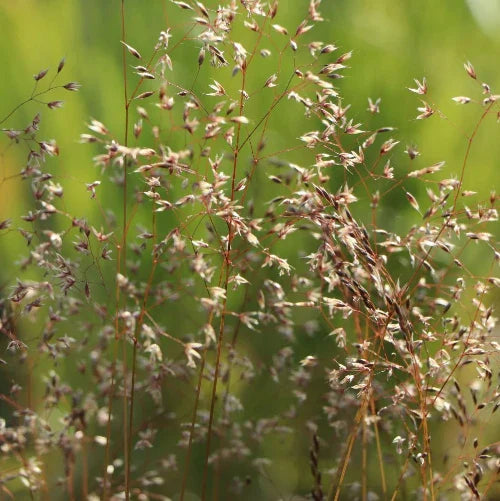 Wavy-Hair-Ornamental-Grasses-2