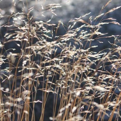 Wavy-Hair-Ornamental-Grasses-3